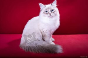 питомник сибирских и невских маскарадных кошек aus blumeland из цветочной страны 258