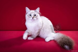 питомник сибирских и невских маскарадных кошек aus blumeland из цветочной страны 255