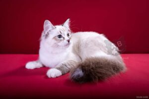питомник сибирских и невских маскарадных кошек aus blumeland из цветочной страны 253