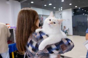 Клуб кошек Астра выставки кошек 5