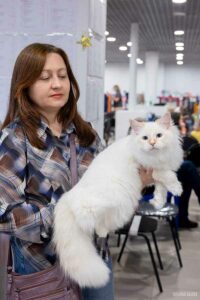 Клуб кошек Астра выставки кошек 4