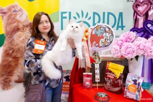 Клуб кошек Астра выставки кошек 3