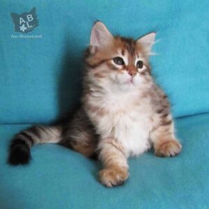 питомник сибирских и невских маскарадных кошек aus blumeland из цветочной страны 146