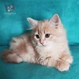 питомник сибирских и невских маскарадных кошек aus blumeland из цветочной страны 144