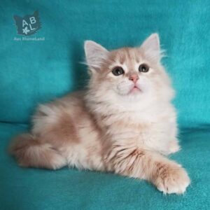 питомник сибирских и невских маскарадных кошек aus blumeland из цветочной страны 143
