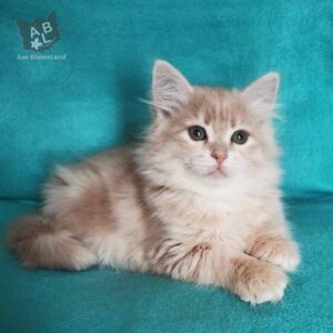 питомник сибирских и невских маскарадных кошек aus blumeland из цветочной страны 142