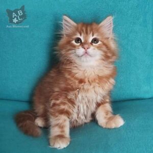 питомник сибирских и невских маскарадных кошек aus blumeland из цветочной страны 150