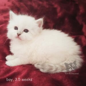 невские маскарадные котята из питомника