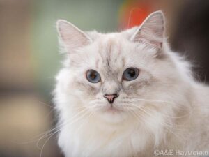 питомник сибирских и невских маскарадных кошек aus blumeland из цветочной страны 119